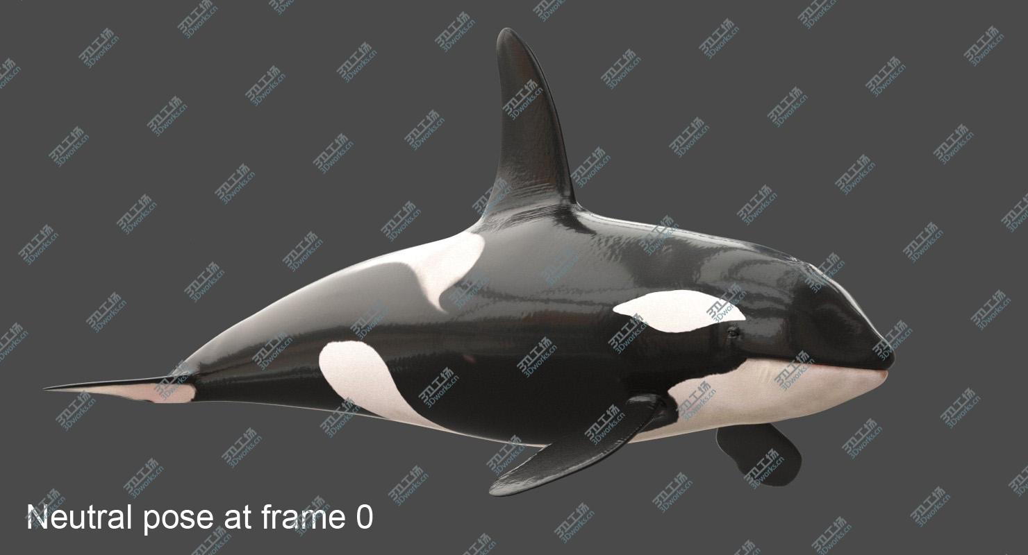 images/goods_img/20210313/Killer Whale Adult Rigged/2.jpg